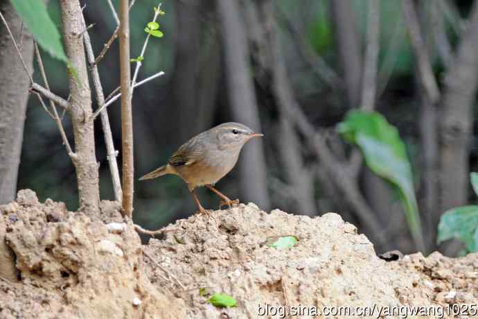 褐柳莺(12) 褐柳莺(12)