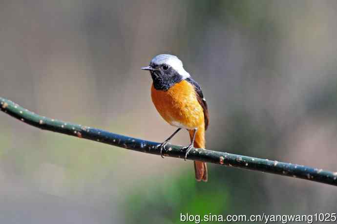 雄性北红尾鸲（28）