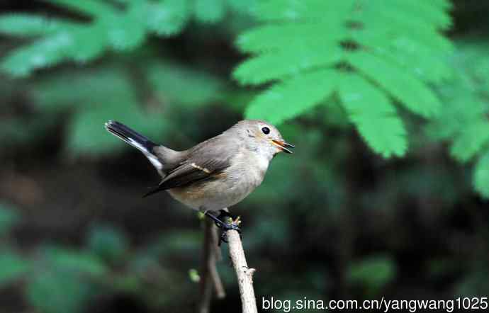 与您交流、沟通的红喉姬鹟 与您交流、沟通的红喉姬鹟