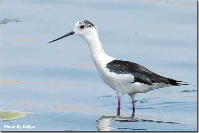  点击图片或使用键盘← →翻页