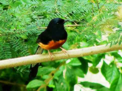 家禽驯化之源之二十五（绣眼鸟、鹊鸲四喜）