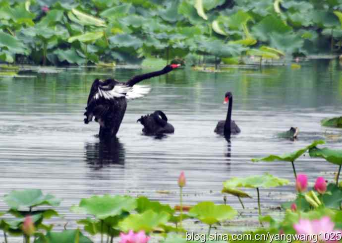 欢乐的亲兄弟（记圆明园的三只小黑天鹅）