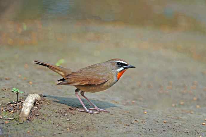 雄性红喉歌鸲（7）