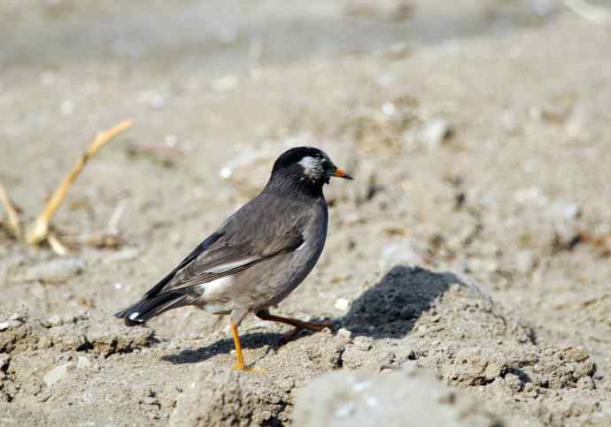 随走随拍（灰椋鸟）