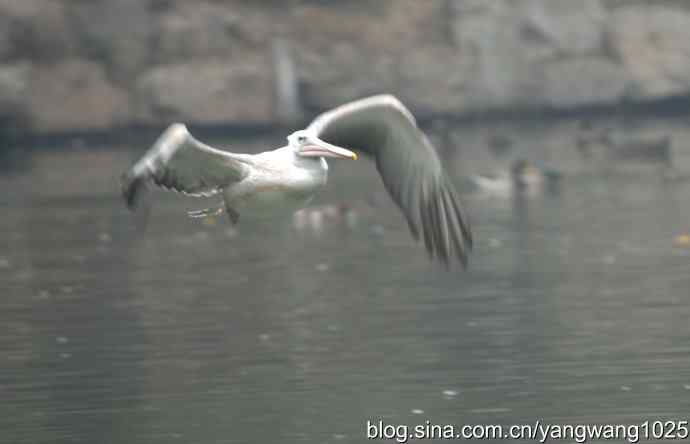 雨前、雾中拍水禽（十月十日杂片纪实）