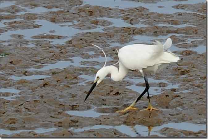 风情万种 独领风骚