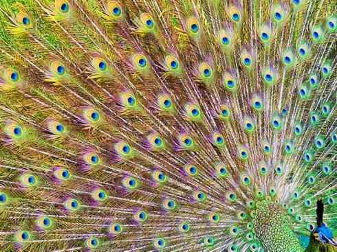 凤凰：传说中的鸟原型探秘（孔雀）