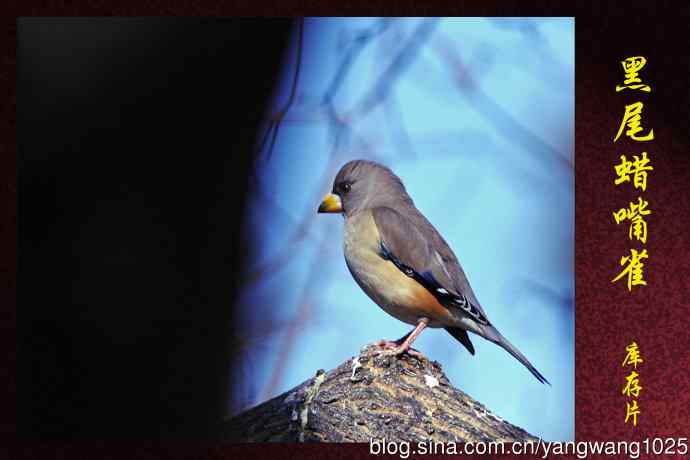 黑尾蜡嘴雀（库存片）