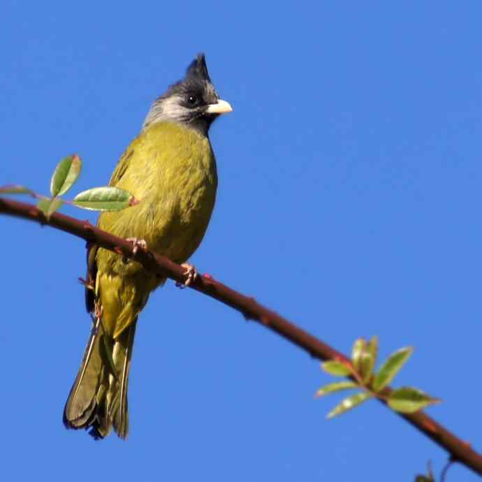 凤头雀嘴鹎吃红柿子