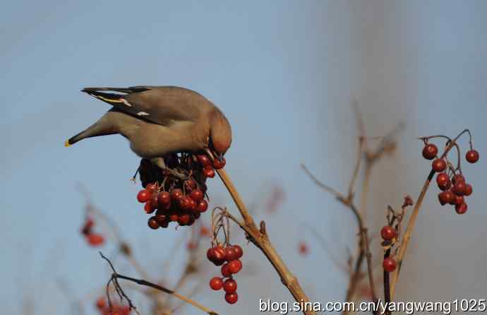 太平鸟（抓拍）3