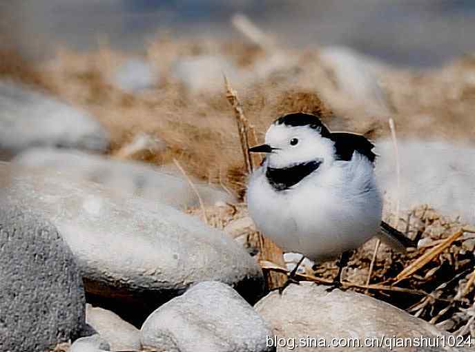 爱干净的小鹡鸰(十渡) 爱干净的小鹡鸰(十渡)
