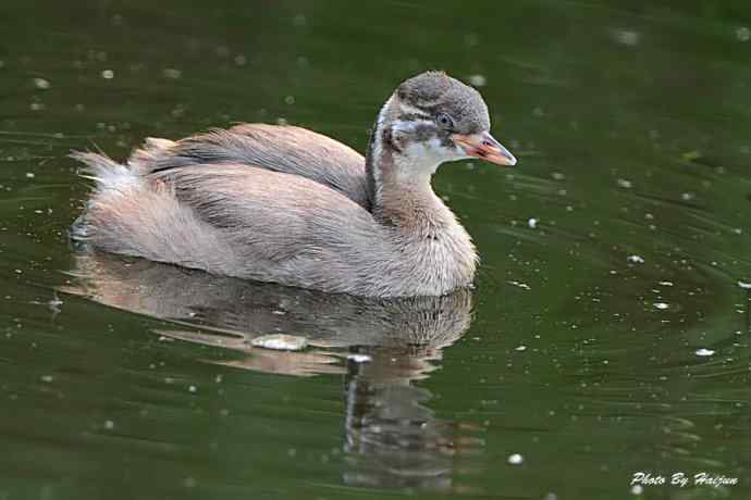 鸟鸟平等 wbr wbr决不搞鸟族歧视
