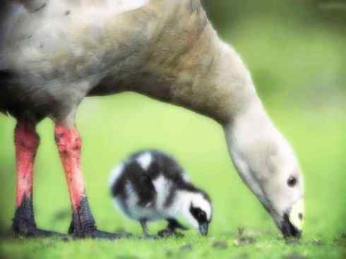 猎奇：十大奇异的雁鸭之三（瘤鸭、蜡嘴雁）