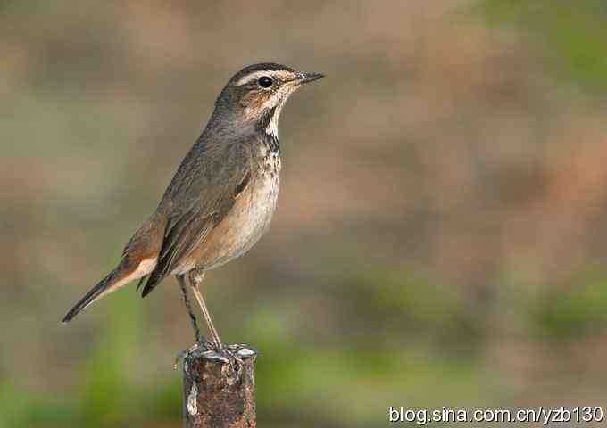 深港拍鸟新纪录（13）——蓝喉歌鸲（组图）