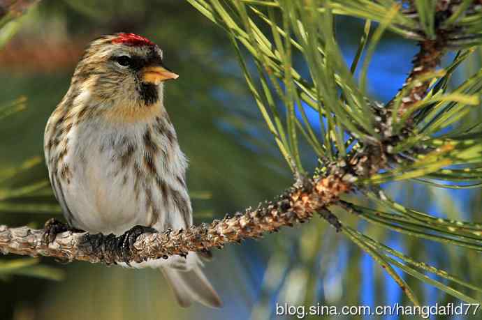 白腰朱顶雀（4）
