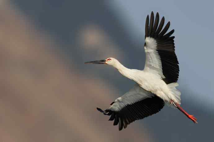 东方白鹳恭贺鈥溒飞 wbrTOP wbrLUX鈥澊罅返晔⒆捌裟