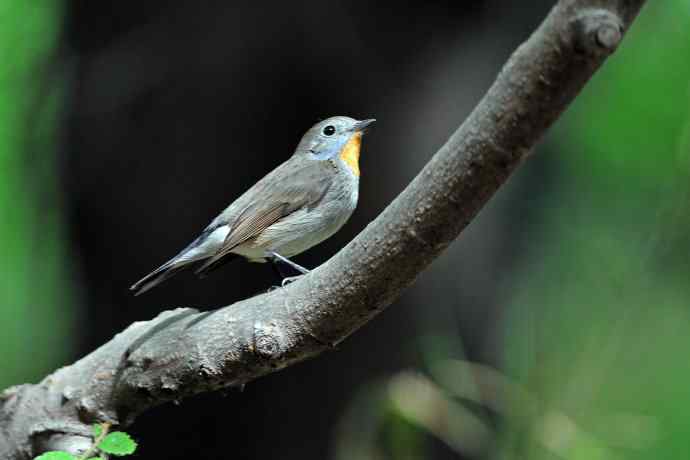 雄性红喉姬鹟（5）