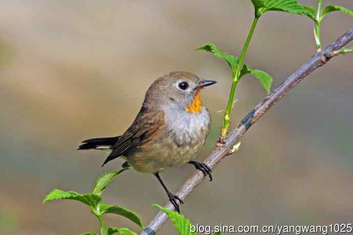 北京天坛公园的鸟类——雄性红喉姬鹟（15）