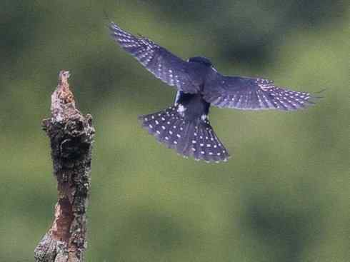 鸟类之最：小隼