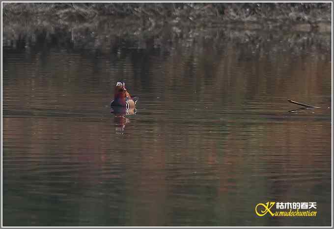 鸳鸯&bull;小翠远摄【照片】
