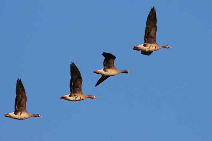 【新鸟】白额雁 wbr图牧吉湿地初探 【新鸟】白额雁 wbr图牧吉湿地初探