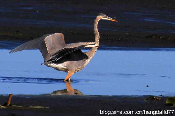大蓝鹭（7）