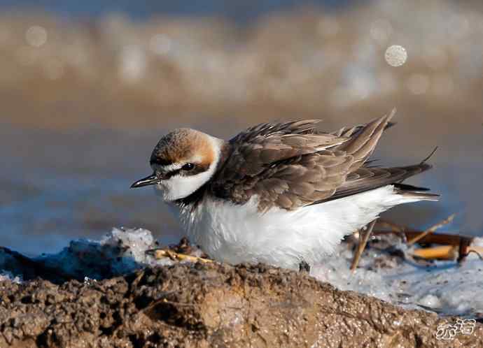 官厅水库&nbsp;wbr路&nbsp;wbr环颈鸻