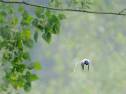 雀鸟也彪悍：霓裳飘舞（绶带）