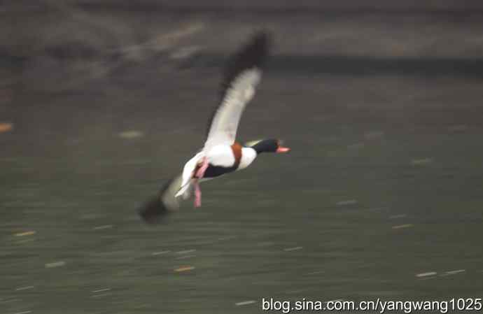雨前、雾中拍水禽（十月十日杂片纪实）