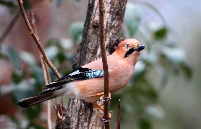 洋县两天观鸟,秦岭如此美妙! 洋县两天观鸟,秦岭如此美妙!