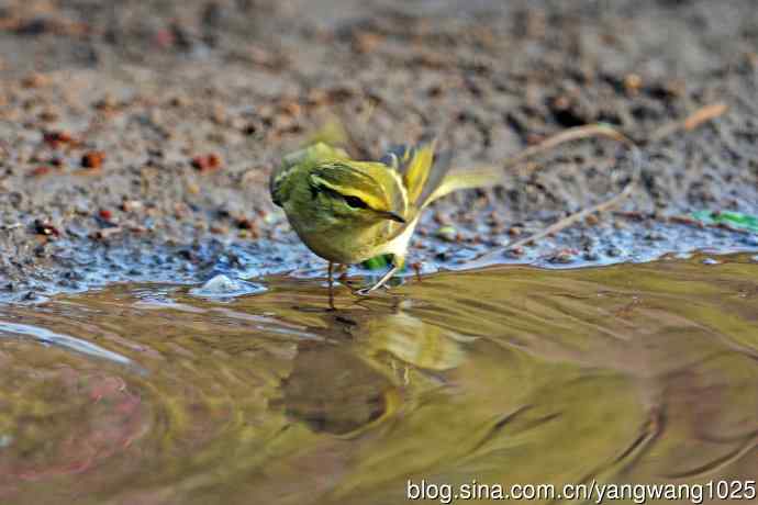 黄腰柳莺（17）