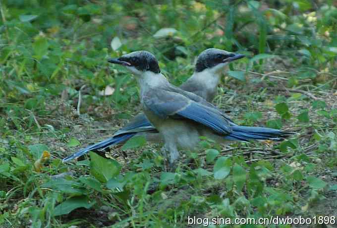 天坛公园里的鹊少和戴格格