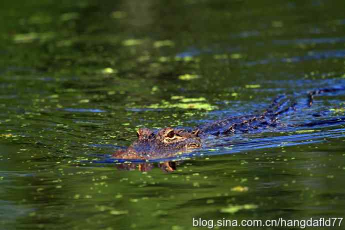 美国短吻鳄 美国短吻鳄