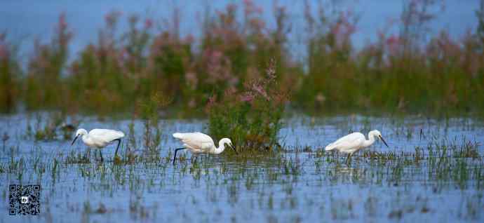 野鸭湖的大白鹭和白鹭