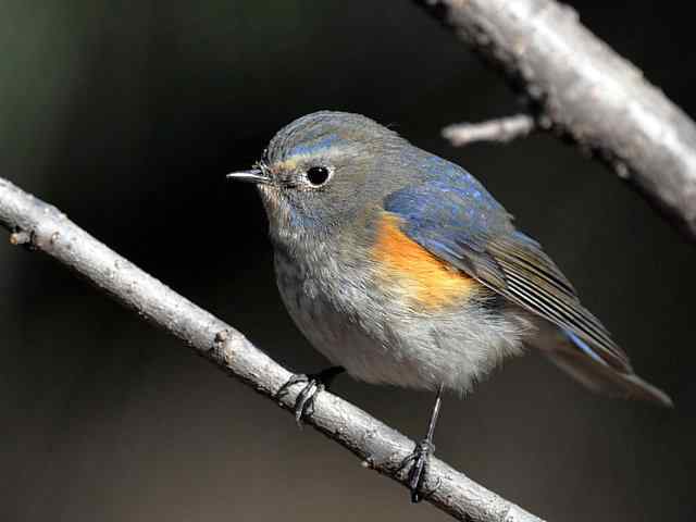 植物园拍摄红胁蓝尾鸲