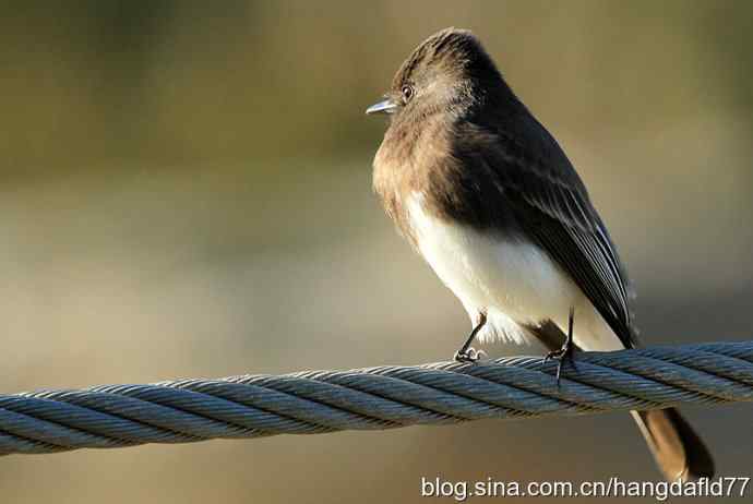 黑长尾霸鹟 黑长尾霸鹟