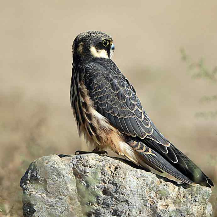 康西草原拍鈥溍外澚憔嗬耄ㄑ圉佬凑妫