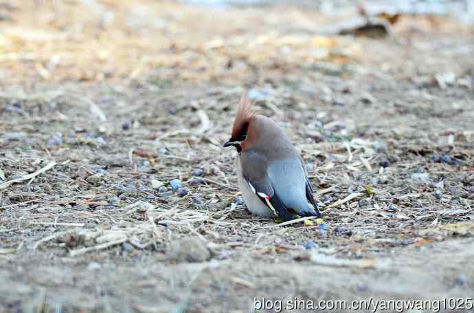 太平鸟(4) 太平鸟(4)
