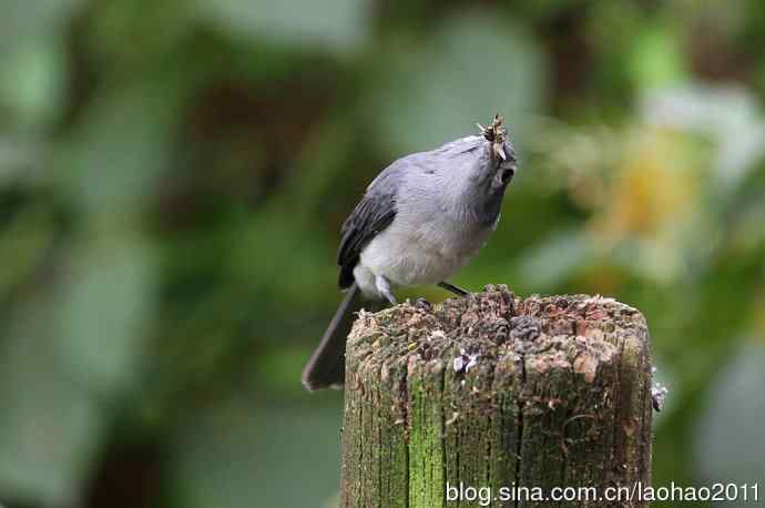 白眼黑鹟 白眼黑鹟