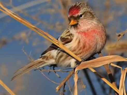 家禽驯化之源之二十六