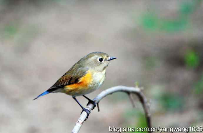 雌性红胁蓝尾鸲（45）