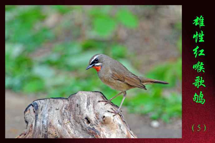 雄性红喉歌鸲（5）