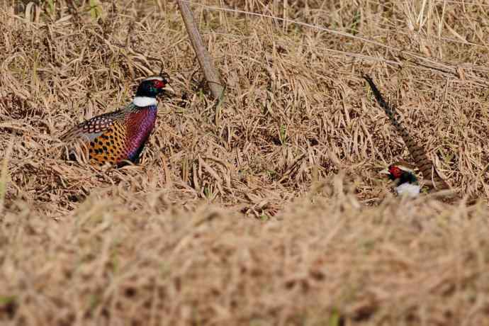 【新鸟】游白河 wbr初识长尾鸭 【新鸟】游白河 wbr初识长尾鸭