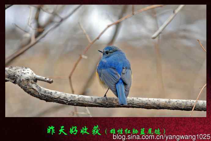 昨天好收获（雄性红胁蓝尾鸲）