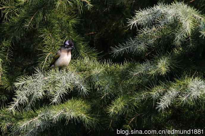 初哥守株待兔之收获