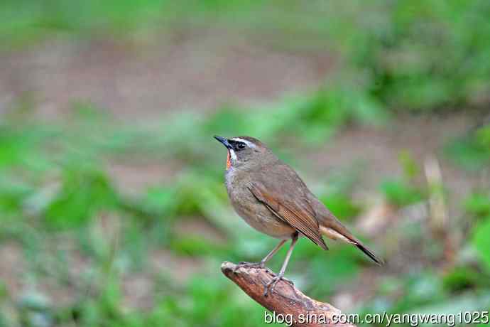 北京天坛公园的鸟类——雄性红喉歌鸲（9）
