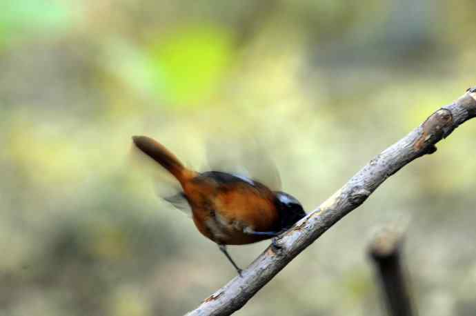 雄性北红尾鸲（8）