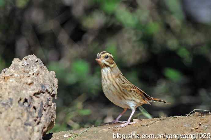 北京天坛公园的鸟类——白眉鹀（10）