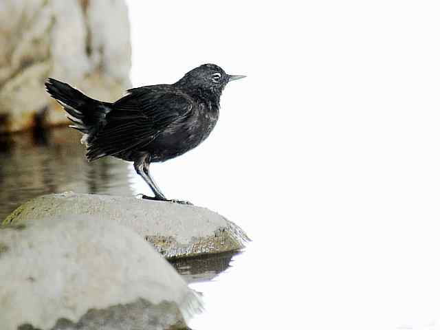 蒲洼围剿蓝矶鸫