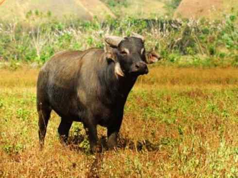 绝色攀禽:佛法僧目之蜂虎 绝色攀禽:佛法僧目之蜂虎